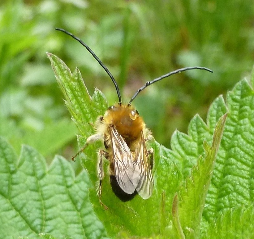 Maschio di Eucera sp.